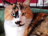 À adopter : chatte tricolore d'un an