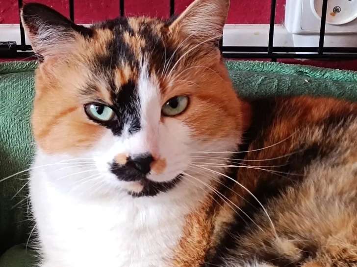 À adopter : chatte tricolore d'un an