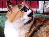 À adopter : chatte tricolore d'un an