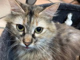 En attente d'un foyer : chatte tigrée d'un an