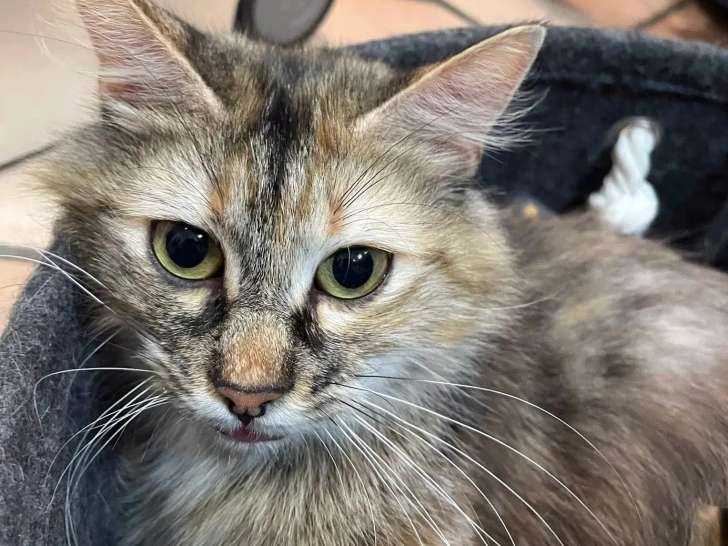 En attente d'un foyer : chatte tigrée d'un an