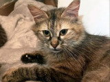 En attente d'un foyer : chatte tigrée d'un an