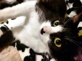 En quête d'un foyer : chatte noire et blanche d'un an