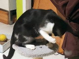 En quête d'un foyer : chatte noire et blanche d'un an