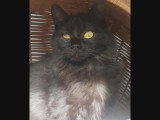 À la recherche d'une famille : chaton femelle noire de 9 mois