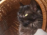 À la recherche d'une famille : chaton femelle noire de 9 mois