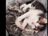 À adopter : chatons frère et sœur gris d'un mois