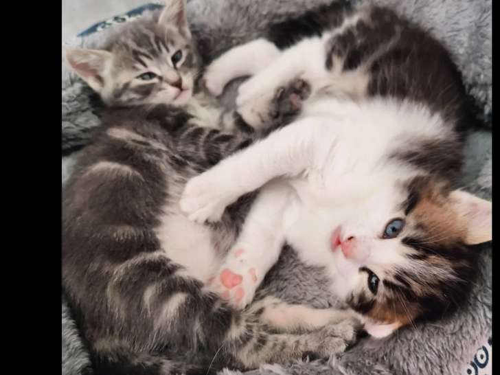 À adopter : chatons frère et sœur gris d'un mois
