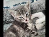 À adopter : chatons frère et sœur gris d'un mois