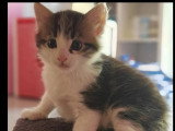 À adopter : chatons frère et sœur gris d'un mois