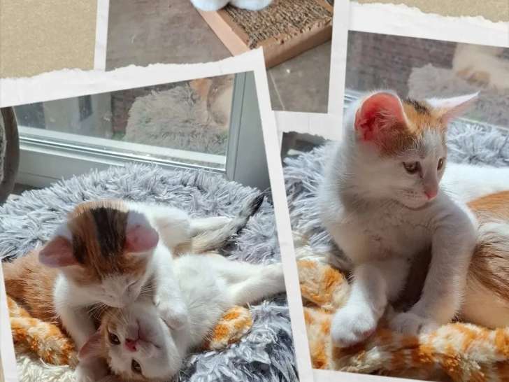 À adopter en duo : chatons roux et blanc de 2 mois