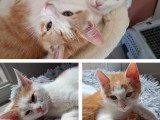 À adopter en duo : chatons roux et blanc de 2 mois