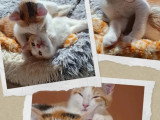 À adopter en duo : chatons roux et blanc de 2 mois