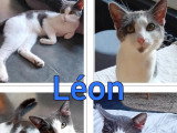 En attente d'adoption : chat gris et blanc d'un an