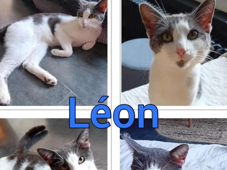 En attente d'adoption : chat gris et blanc d'un an