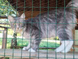 Chatte Norvègienne LOOF à vendre