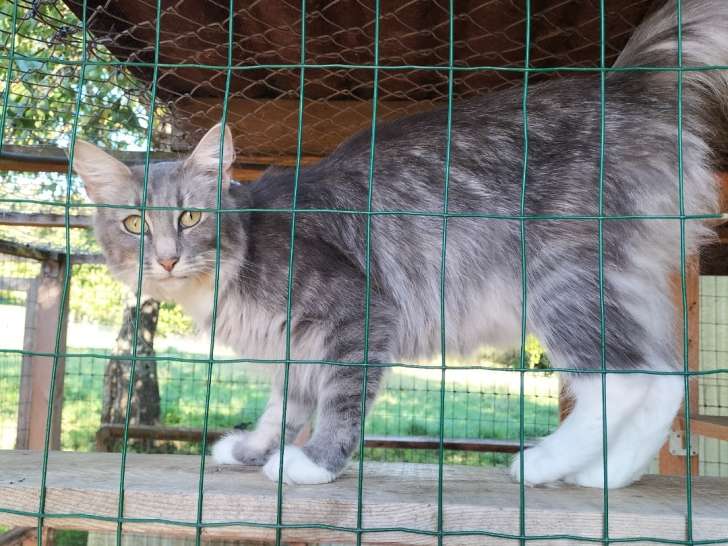 Chatte Norvègienne LOOF à vendre