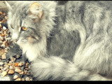 Chatte Norvègienne LOOF à vendre