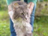 Chatte Norvègienne LOOF à vendre