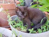 Chaton mâle noir/roux à vendre