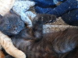 Chaton mâle noir/roux à vendre