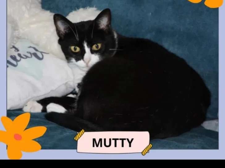 À adopter : chatte de 4 ans au pelage noir et blanc