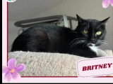 En attente d'un foyer : chatte de 2 ans, noir et blanc