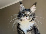 Chaton Maine Coon mâle de novembre 2025 LOOF à vendre