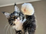 Chaton Maine Coon mâle de novembre 2025 LOOF à vendre