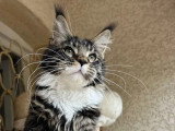 Chaton Maine Coon mâle de novembre 2025 LOOF à vendre