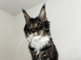 Chaton Maine Coon mâle de novembre 2025 LOOF à vendre