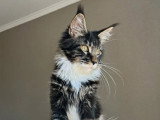 Chaton Maine Coon mâle de novembre 2025 LOOF à vendre