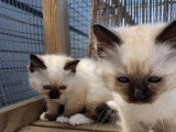 Chatons Sacré de Birmanie à vendre