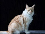 Chatons Maine Coon à vendre