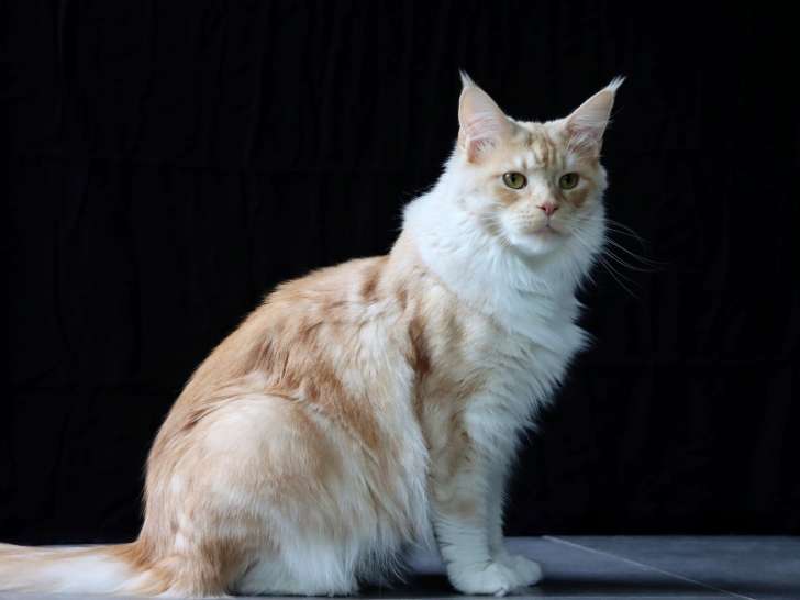 Chatons Maine Coon à vendre