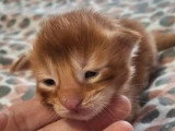 5 chatons Maine Coon de mai 2026 LOOF à réserver