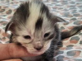 5 chatons Maine Coon de mai 2026 LOOF à réserver