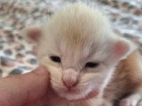 5 chatons Maine Coon de mai 2026 LOOF à réserver