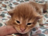 5 chatons Maine Coon de mai 2026 LOOF à réserver