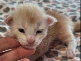 5 chatons Maine Coon de mai 2026 LOOF à réserver