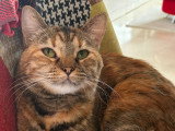 Titi, chatte à adopter en association