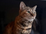 Titi, chatte à adopter en association