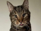 Joyeux, chat à adopter en association