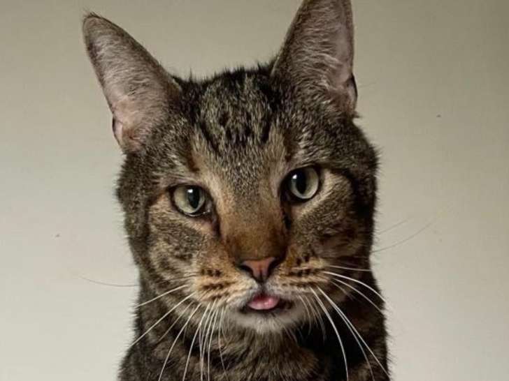 Joyeux, chat à adopter en association