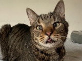 Joyeux, chat à adopter en association