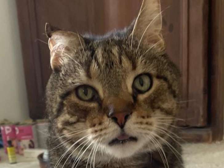 Filou, chat à adopter en association