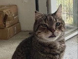 Filou, chat à adopter en association