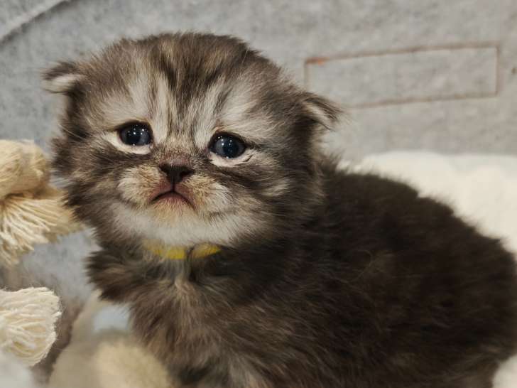 Chaton mâle Highland Fold black smoke avec pedigree à vendre