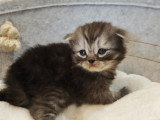 Chaton mâle Highland Fold black smoke avec pedigree à vendre