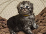 Chaton mâle Highland Fold black et lilas smoke avec pedigree à vendre